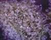 Bud3.jpg