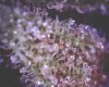 Bud4.jpg
