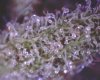 Bud5.jpg