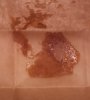 Thin Mint GSC Wax.jpg