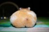 6-cute-hamster.jpg