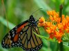 monarch-butterfly-lg2.jpeg monarch-butterfly-lg2.jpeg