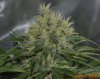 tri_topbud.jpg