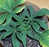 b dank clone 1-1-09.jpg