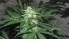 new cfl grow 019.jpg
