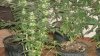 new cfl grow 015.jpg