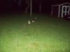 new dog (15).jpg