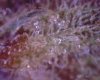 Bud7.jpg