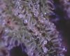 Bud8.jpg