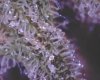 Bud9.jpg