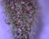 Bud10.jpg