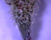 Bud11.jpg