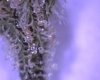 Bud13.jpg