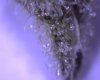 Bud14.jpg