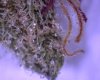 Bud15.jpg