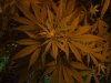 january 09 028.jpg