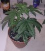 Plant 1.JPG