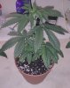 Plant 2.JPG