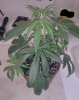 Plant 3.JPG