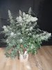 tall fireball pheno waterfarm harvest 001.JPG