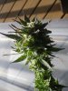 pink querkle harvest and wash 009.JPG
