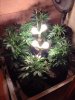 AllPlants.JPG