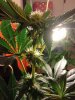 NaturalBudPlant.JPG