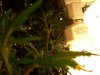 100_0423.jpg