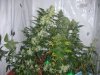DSCN1912.JPG