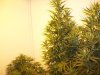 theese two swiss are tall,nearly touching lite..jpg