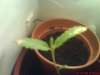 DSC00597.jpg