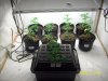 Grow#2_1_3_08 008.jpg