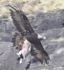 eagle-stealing-lamb[1].jpg