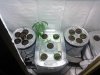 Veg N Clone Room.jpg