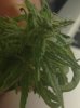 photo-2.JPG