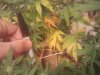 leaves.jpg leaves.jpg