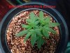 Delicious Seeds Black Russian.JPG