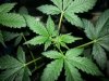 budsite1.jpg