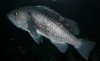 blackrockfish.jpg