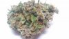 Critical Kush.jpg