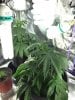 CFL-lights-04.jpg CFL-lights-04.jpg