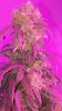 20150310_135437.jpg