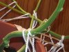 branch weaver.jpg