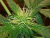 bud2.jpg