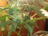 lower buds.jpg