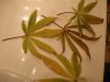 DSC01845.JPG