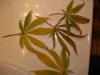 DSC01847.JPG