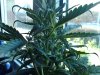 DSC00033.jpg