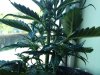 DSC00032.jpg