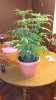 20150319_212516.jpg